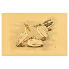 Affiche animalière d'origine, quatre pélicans, oiseaux, animaux Berend Sluyterman
