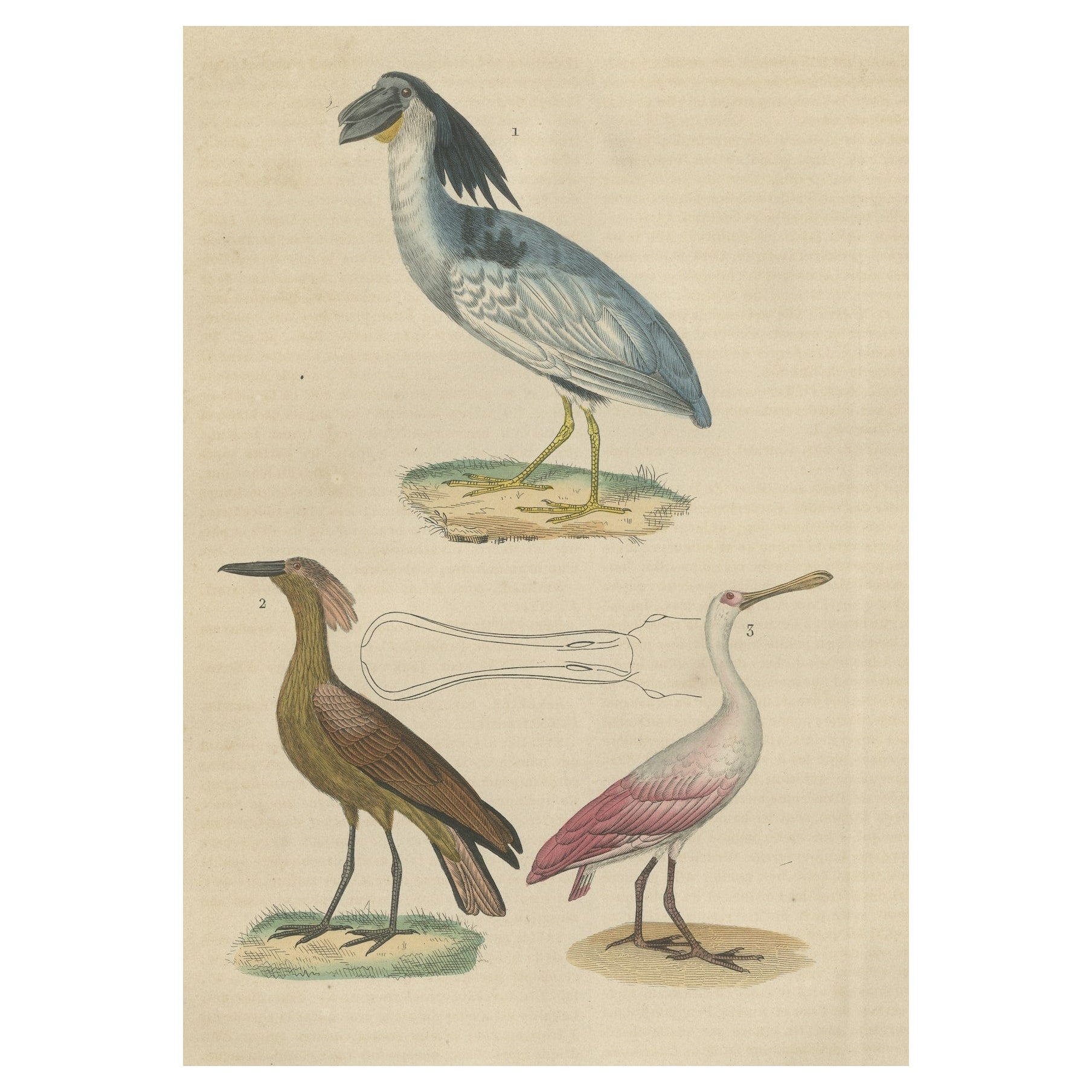 Original Hand-Colored Print of a Boatbill, Hammerhead and a Pink Spoonbill Bird For Sale