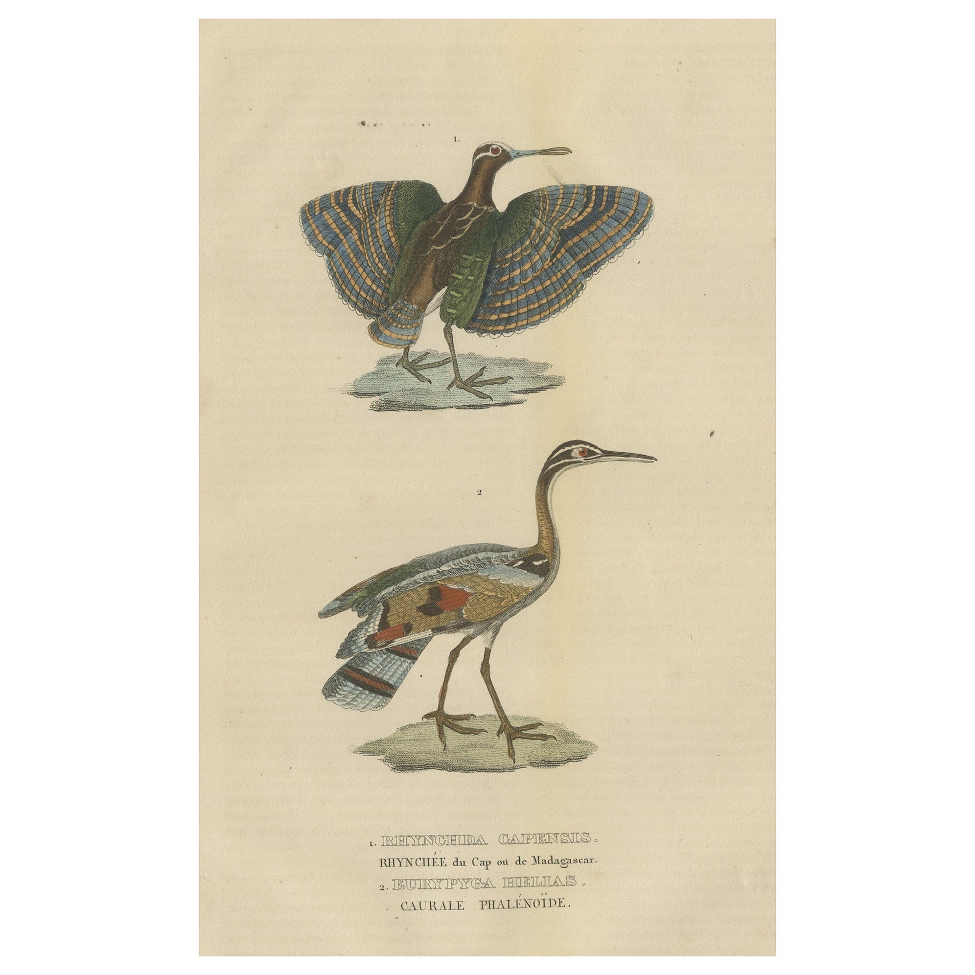 Original Hand-Colored Bird Print of a Painted Snipe and Sunbittern Bird For Sale