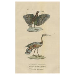 Antique Original Hand-Colored Bird Print of a Painted Snipe and Sunbittern Bird