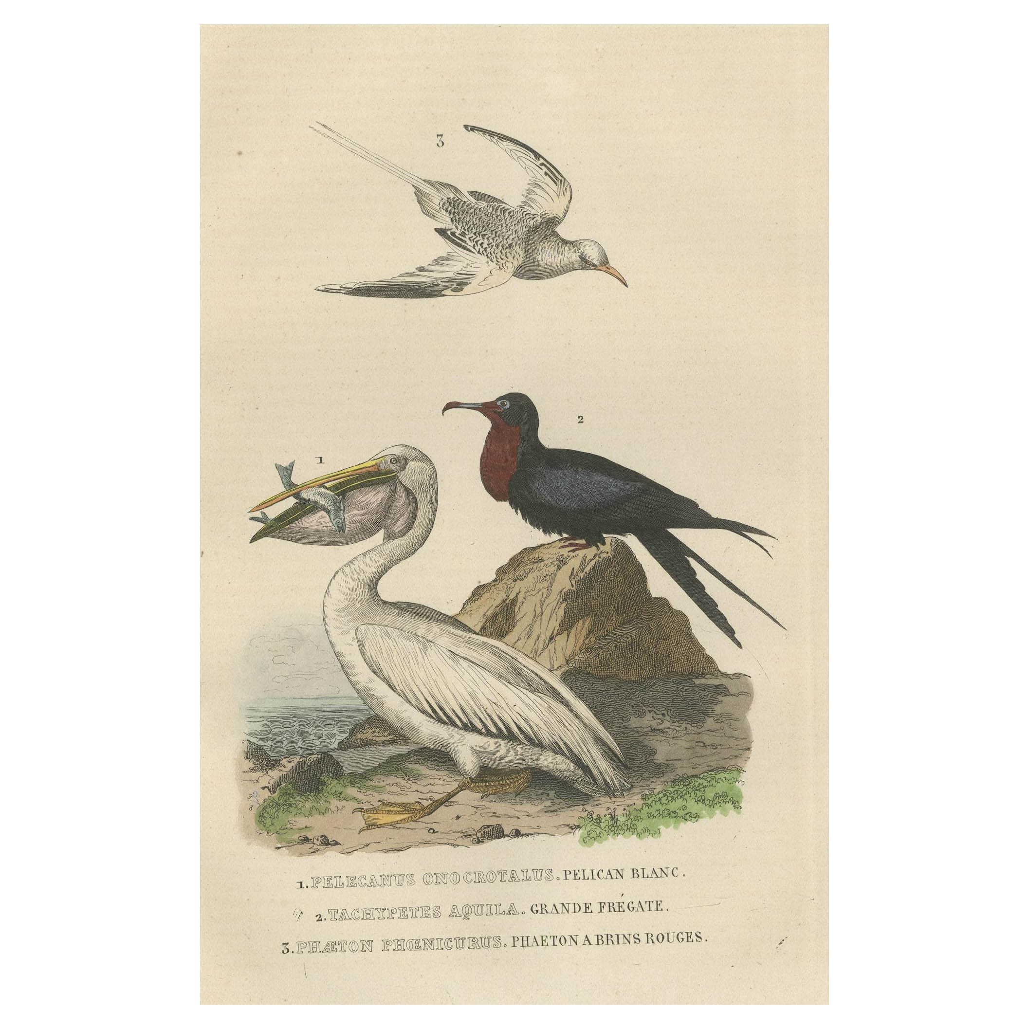 Hand-colored Print of a White Pelican, Frigate Bird and Red-Tailed Tropic Bird  For Sale