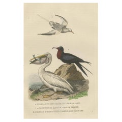 Hand-colored Print of a White Pelican, Frigate Bird and Red-Tailed Tropic Bird