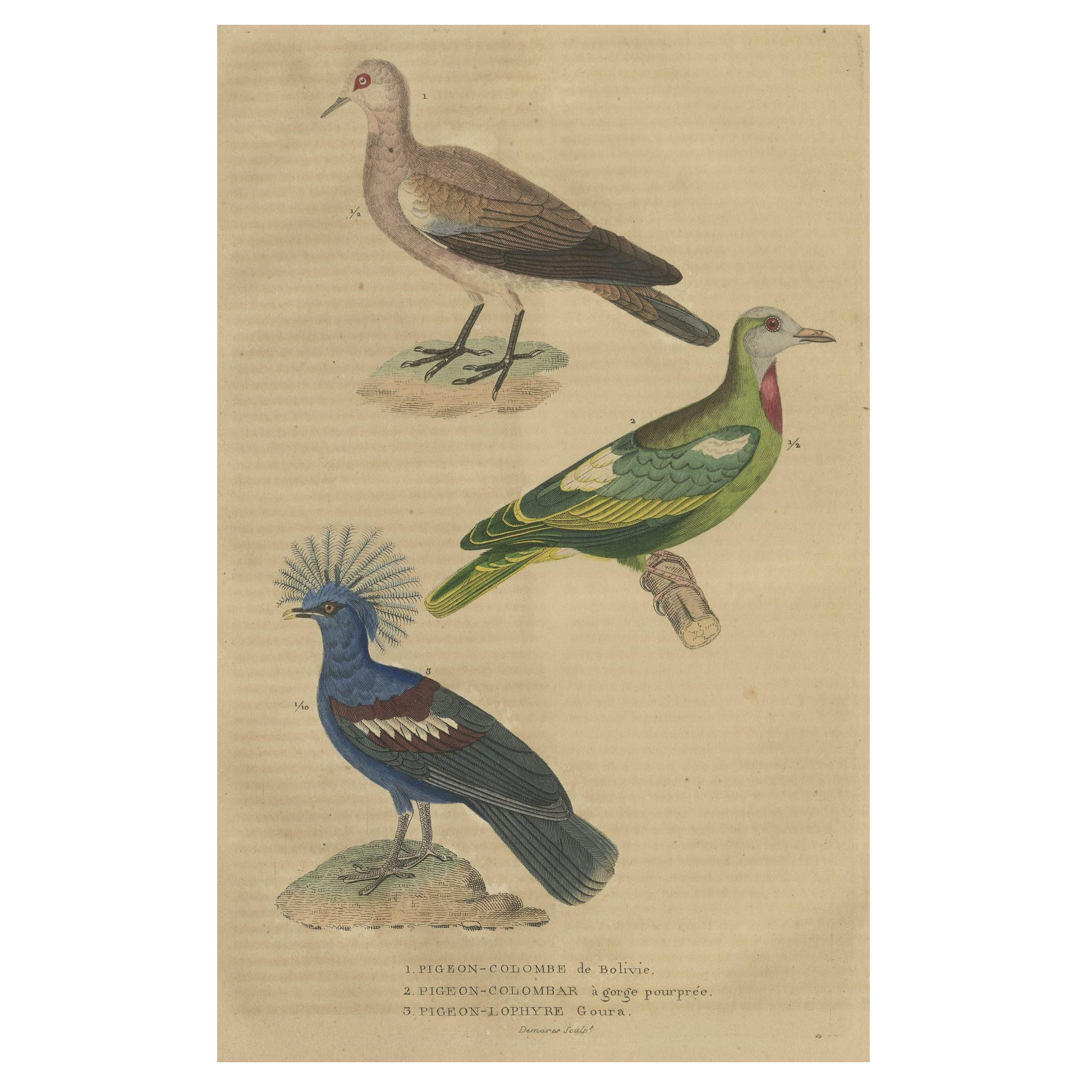 Handcolored Print of a Ground Dove, African Green Pigeon and Crowned Pigeon For Sale