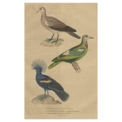 Antique Handcolored Print of a Ground Dove, African Green Pigeon and Crowned Pigeon