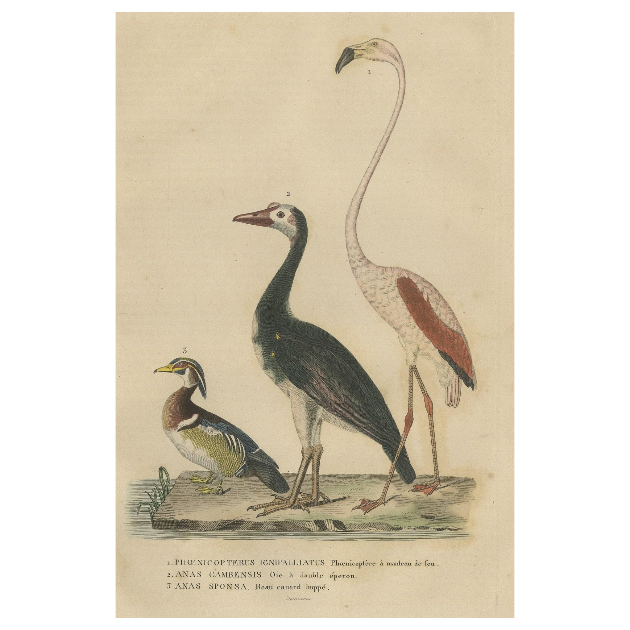 Handcolored Print of a Caribbean Flamingo, African Pygmy Goose and Wood Duck  For Sale