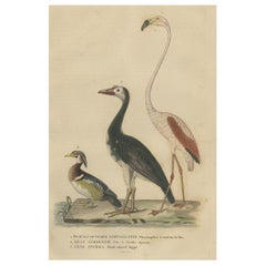 Impression colorée à la main d'un flamingo des Caraïbes, d'une oie pygmique africaine et d'un canard en bois 