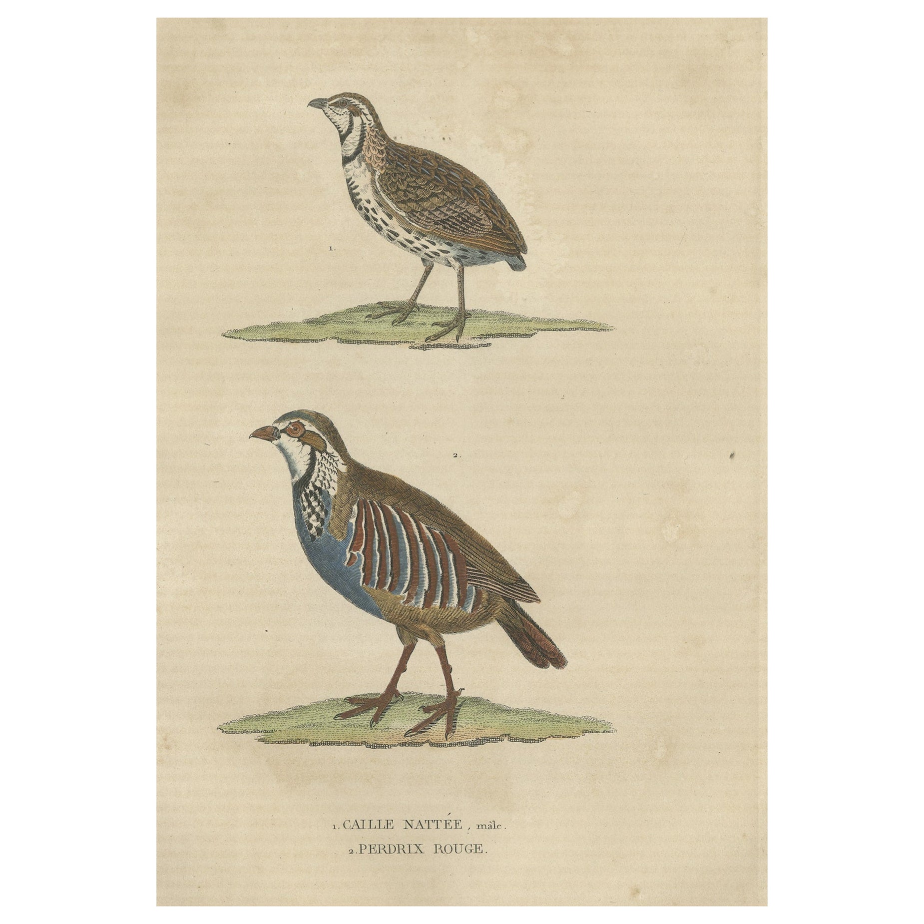 Handcolored Bird Print of a Male Quail and a Red-Legged Partridge For Sale
