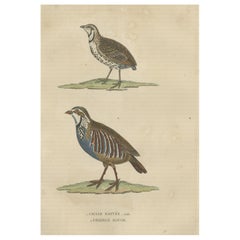 Impression d'oiseaux d'une caille masculine et d'une partridge à pieds rouges, colorée à la main