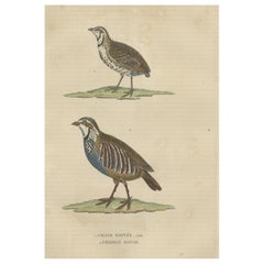 Antique Handcolored Bird Print of a Male Quail and a Red-Legged Partridge