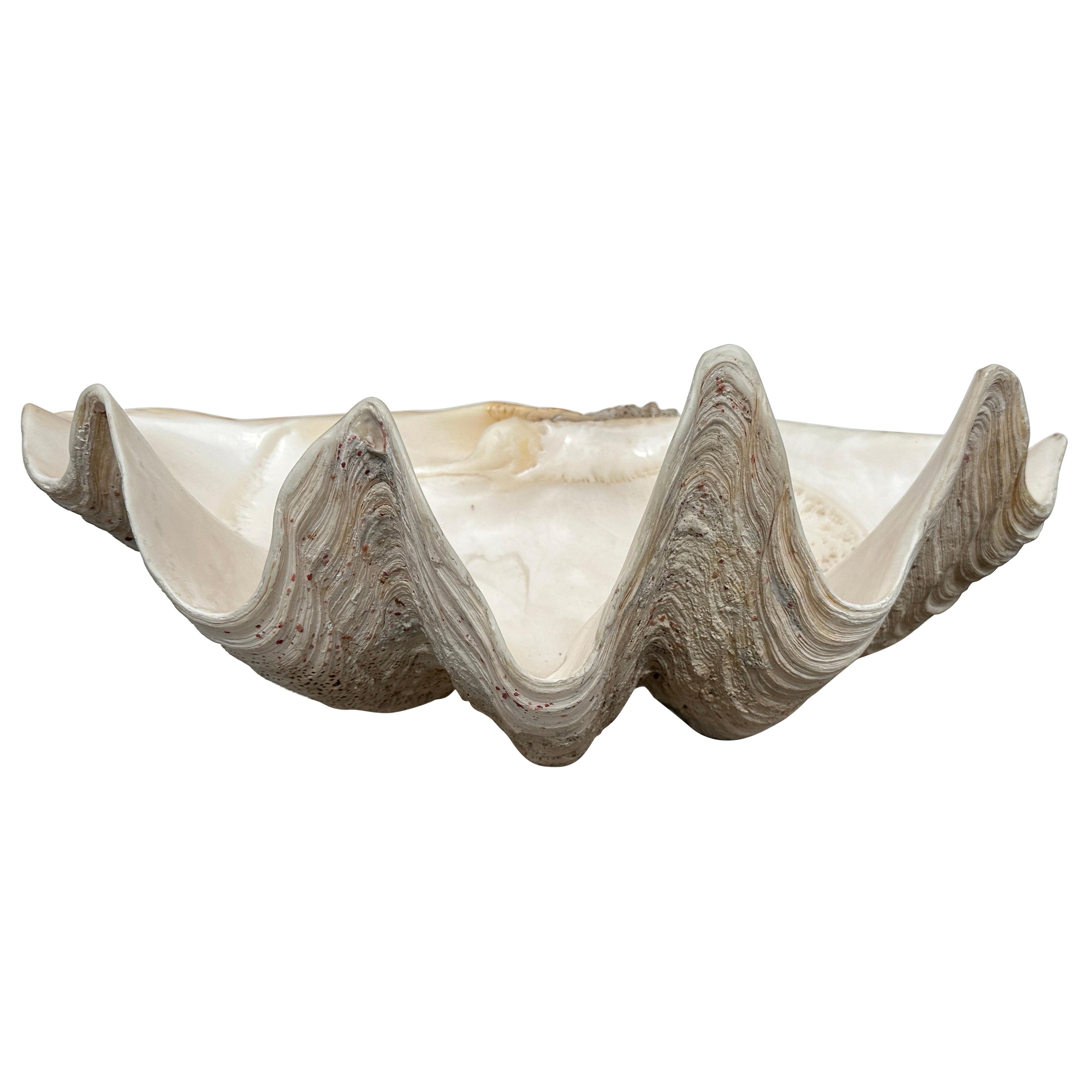 Giant Natural Clam Shell  For Sale