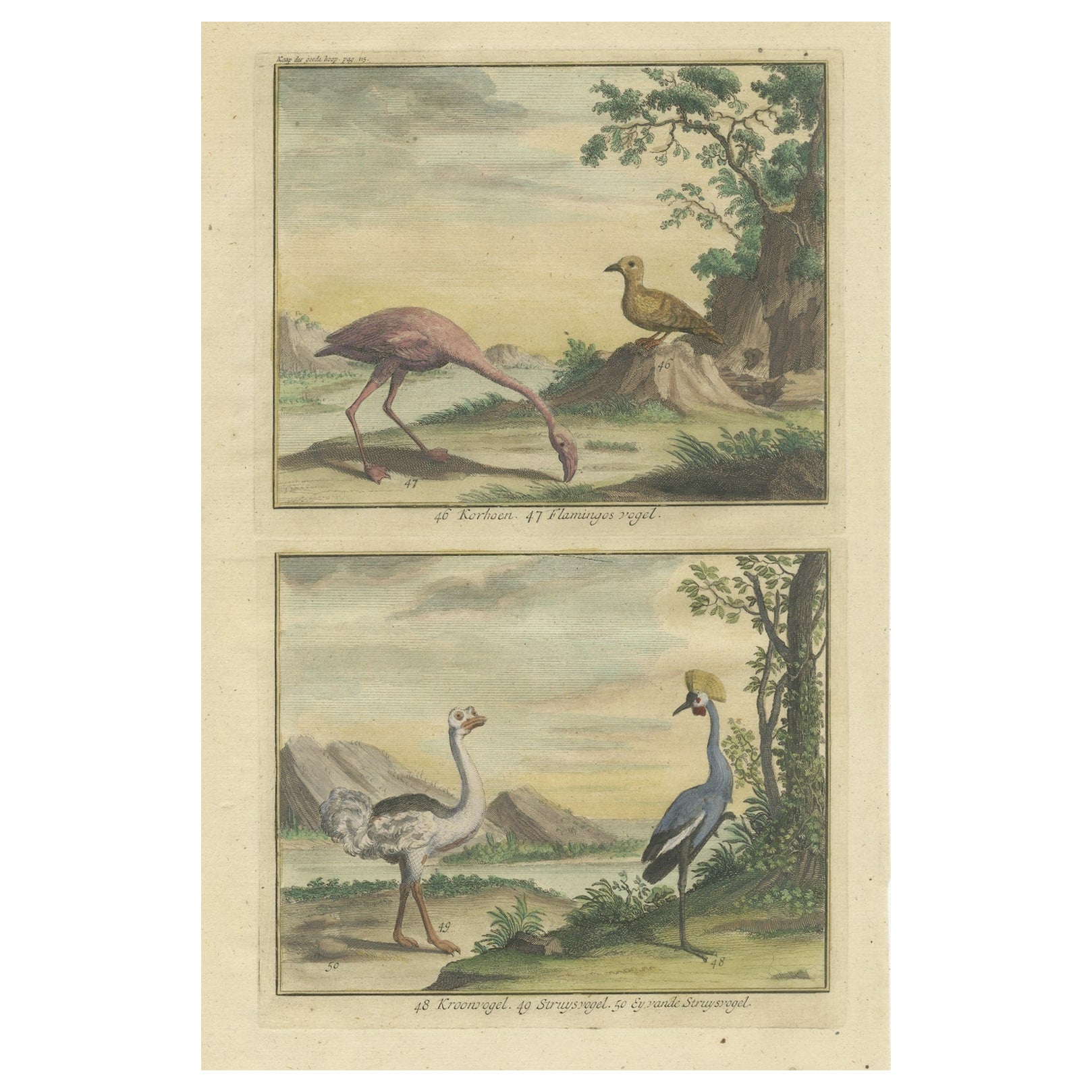 Old Engraving of a Black Grouse, Flamingo, Ostrich and Common or Crested Crane For Sale