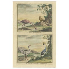 Gravure ancienne d'un tétras lyre, d'un flamant, d'une autruche et d'une Crane commune ou huppée