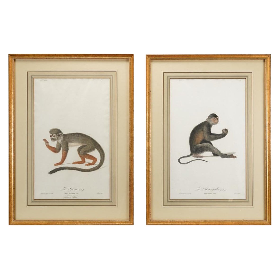 Buffon Natural History Pair of Framed Original 18thC Hand Colored Monkey Prints For Sale