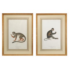 Antique Buffon Natural History Pair of Framed Original 18thC Hand Colored Monkey Prints