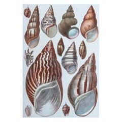 Original Antique Print of Shells, 1847 'Unframed'