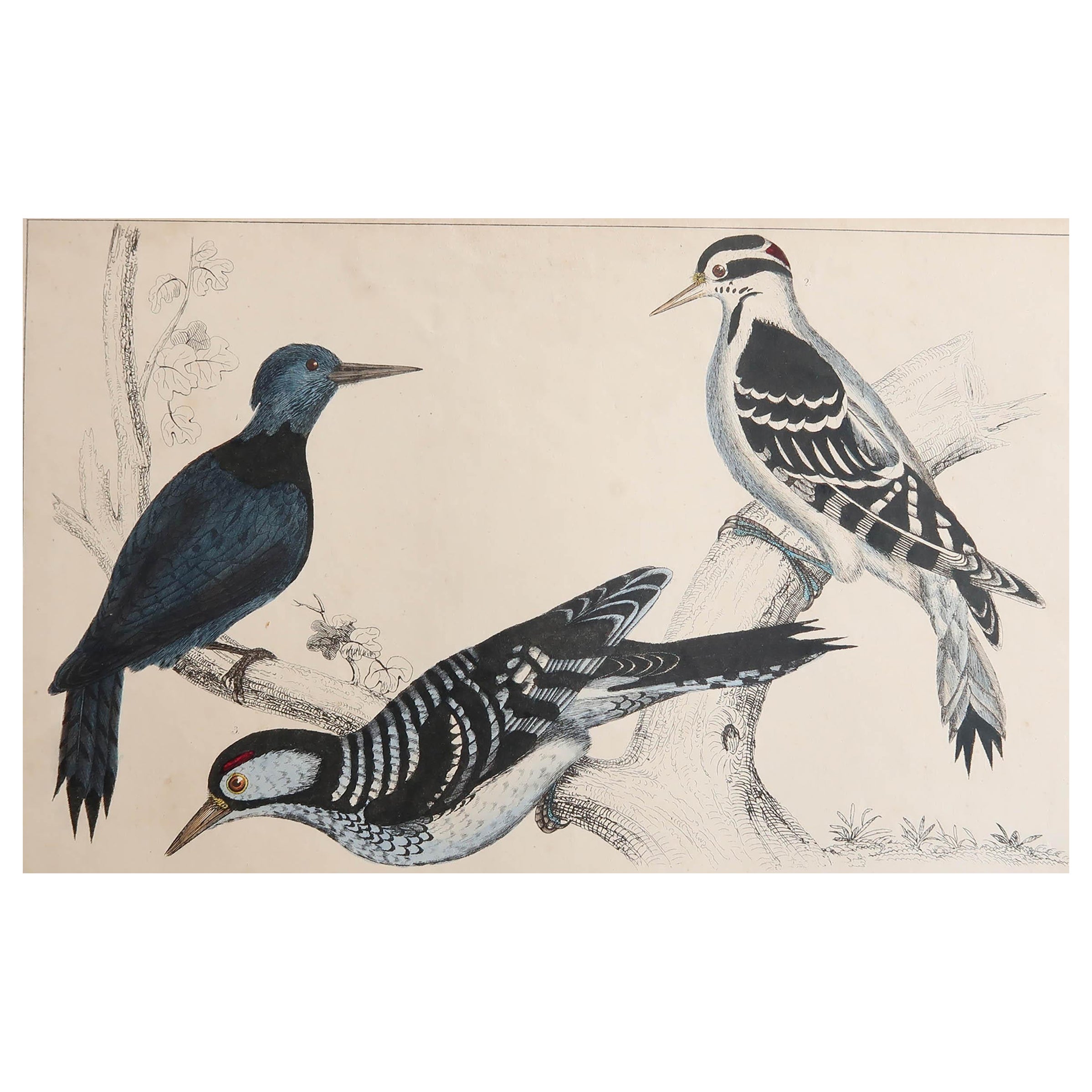 Original Antique Print of Woodpeckers, 1847 'Unframed'