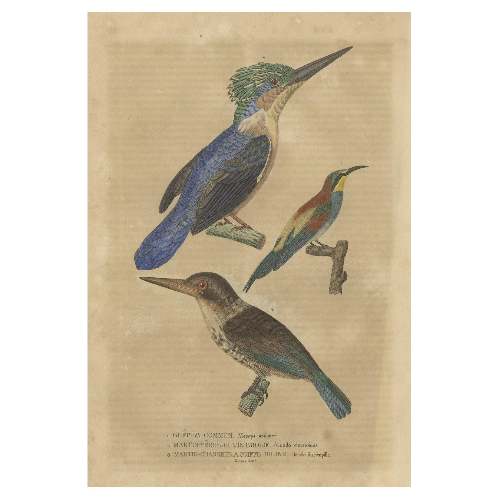 Old Bird Print of a Bee-Eater, a Common Kingfisher and a Brown-hooded Kingfisher