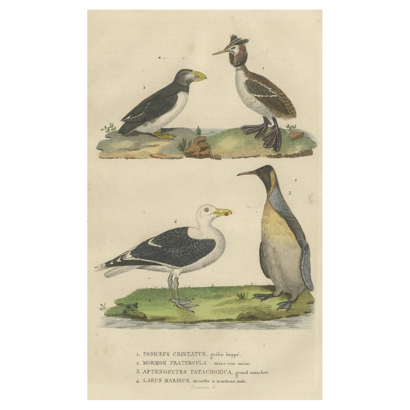 Original Print of Great Crested Grebe, Atlantic Puffin, King Penguin, Great Gull For Sale