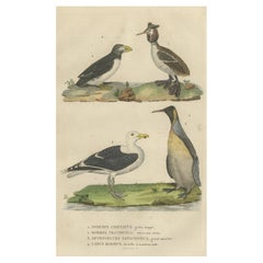 Antique Original Print of Great Crested Grebe, Atlantic Puffin, King Penguin, Great Gull