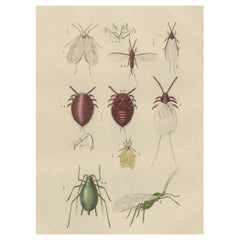 Stampa di insetti colorata a mano di mosche bianche, afidi, cocciniglie, pidocchi delle piante saltatori