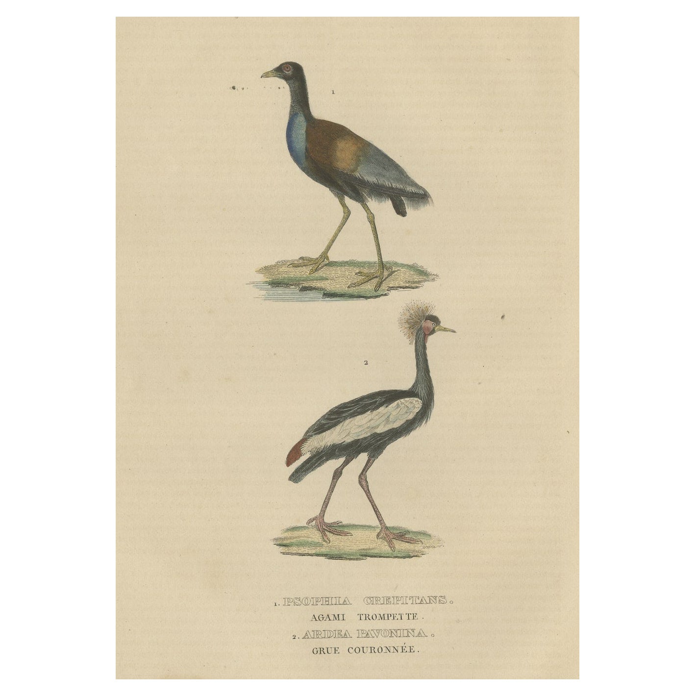 Old Bird Print of The Grey-winged Trumpeter and Black Crowned of Kaffir Crane For Sale