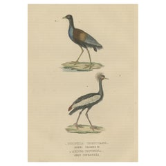 Used Old Bird Print of The Grey-winged Trumpeter and Black Crowned of Kaffir Crane