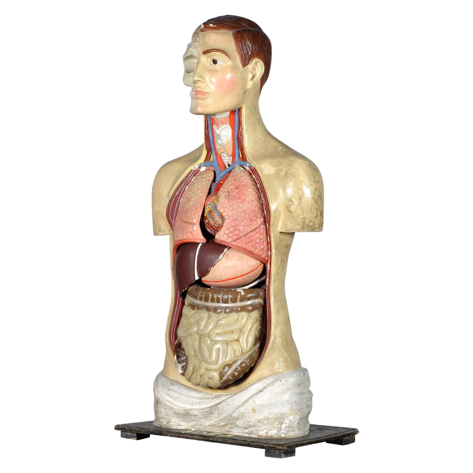 Anatomical Model, 1940's For Sale