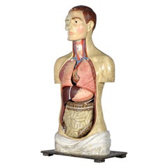 Antique Anatomical Model, 1940's