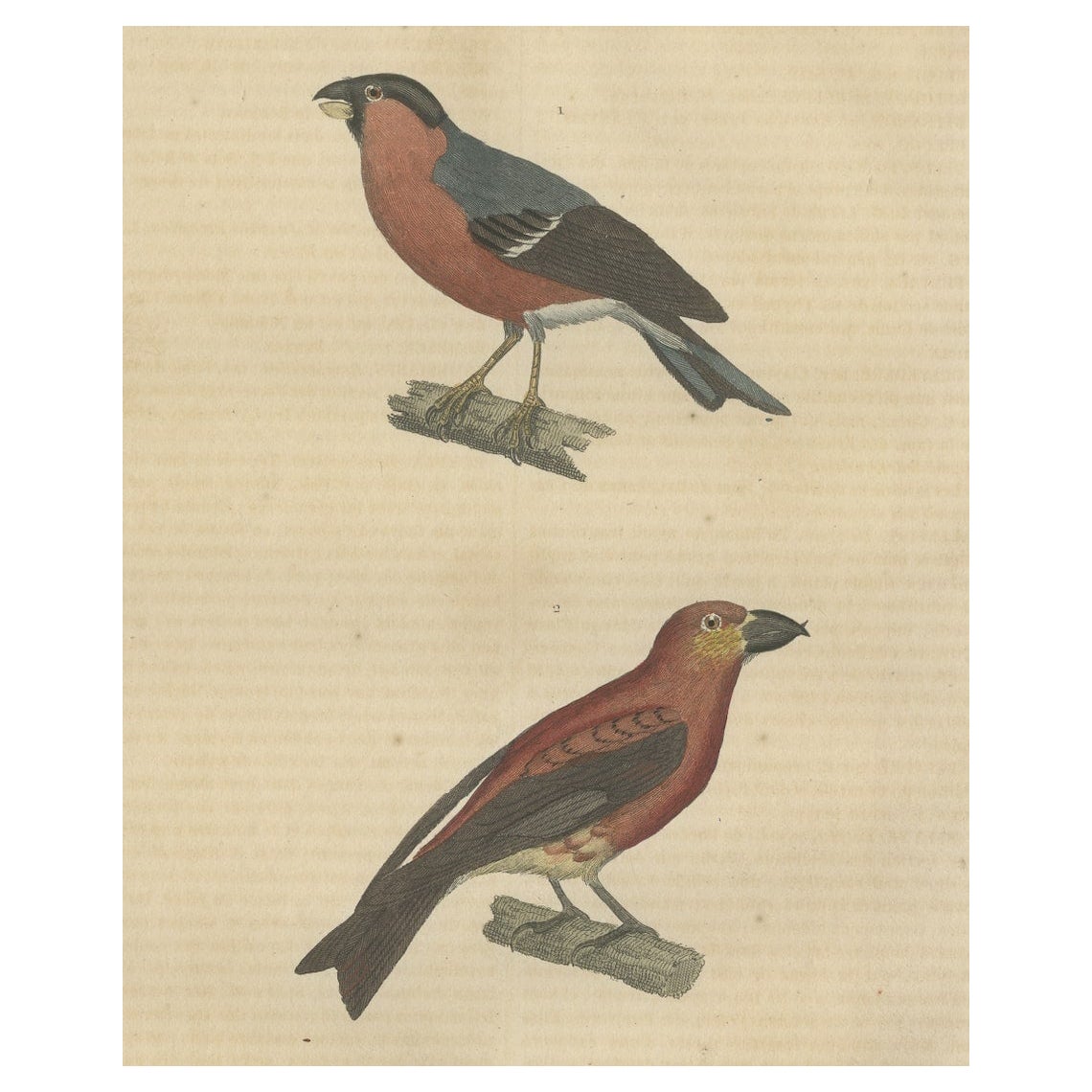 Old Hand-Colored Bird Print of a Bullfinch and a Common Crossbill, 1845