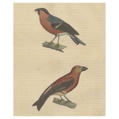 Antique Old Hand-Colored Bird Print of a Bullfinch and a Common Crossbill, 1845