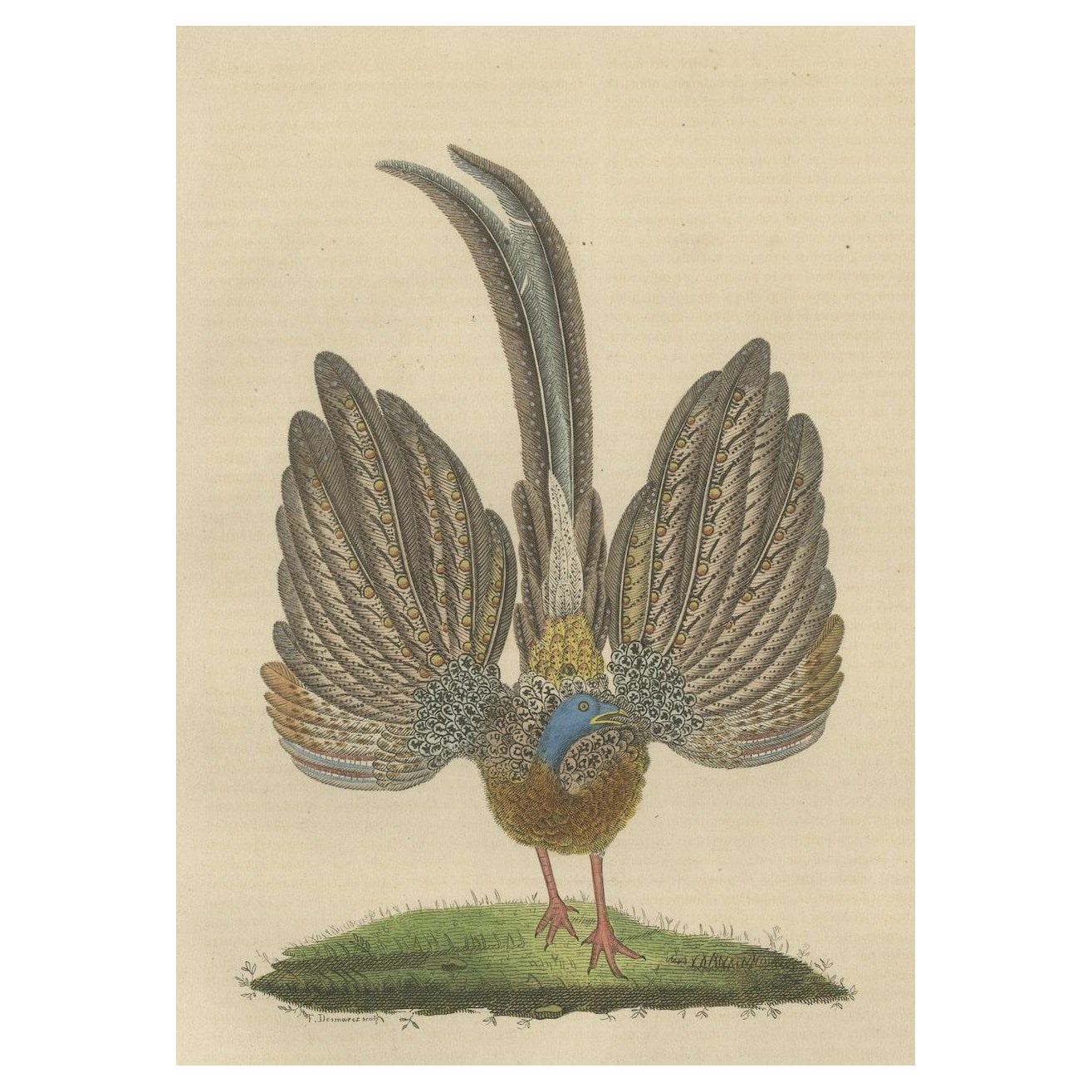 Stunning Decorative Old Hand-Colored Bird Print of a Pheasant For Sale