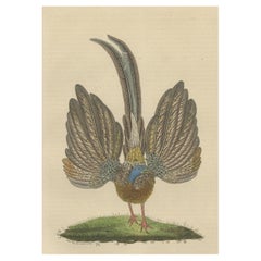 Superbe gravure d'oiseau ancienne, colorée à la main, représentant un faisan