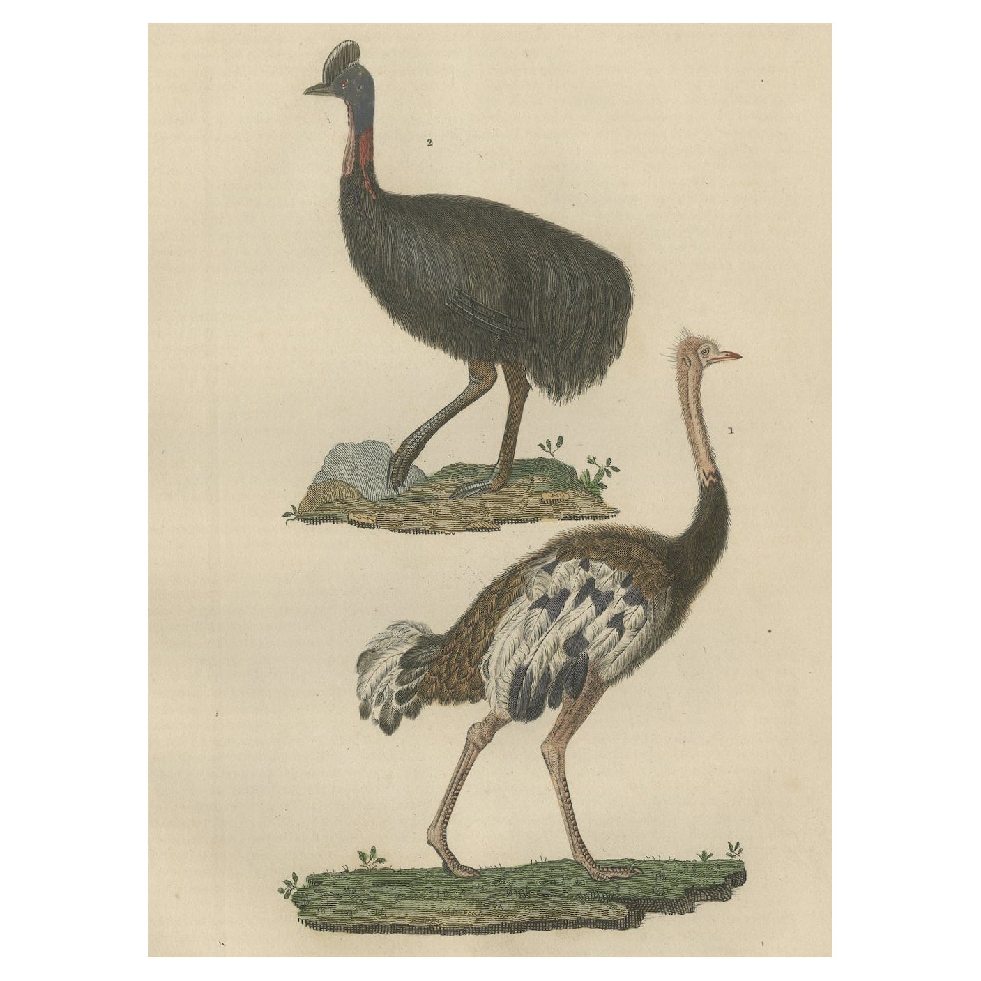 Decorative Old Hand-Colored Bird Print of an Ostrich and Cassowary