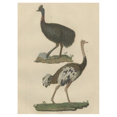 Ancienne estampe décorative colorée à la main d'un oiseau en autruche et cassowary