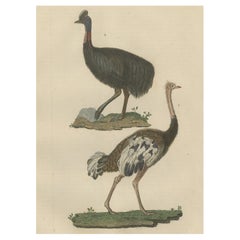 Antique Decorative Old Hand-Colored Bird Print of an Ostrich and Cassowary