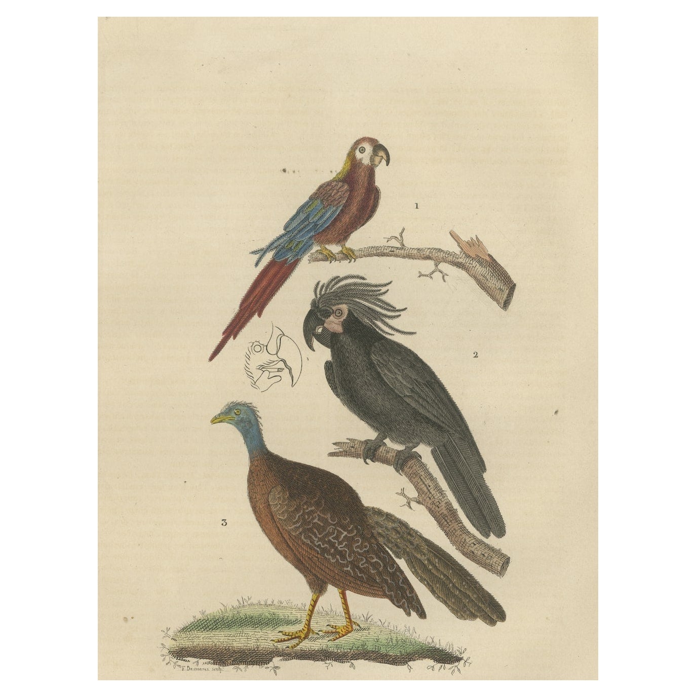 Bird Print of the Ara Tricolore, the Black Sunbird and a female Argus Pheasant For Sale