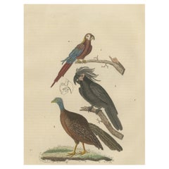 Antique Bird Print of the Ara Tricolore, the Black Sunbird and a female Argus Pheasant