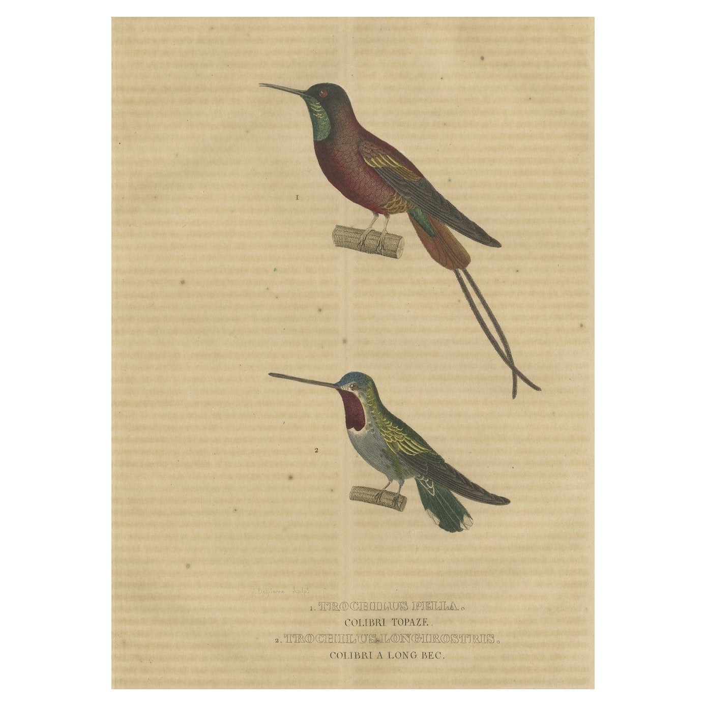 Old Bird Print of a Crimson Topaz and a Long-billed Starthroat Hummingbird For Sale