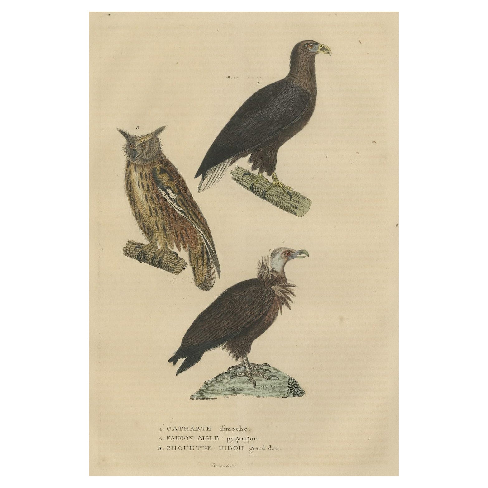 Original Bird Print of The Vulture, An Eagle Falcon and an Owl For Sale