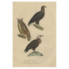 Antique Original Bird Print of The Vulture, An Eagle Falcon and an Owl