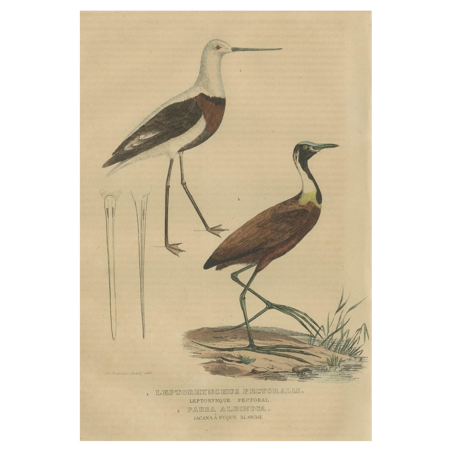 Old Hand-Colored Bird Print a Banded Stilt and a Madagascar Jacana