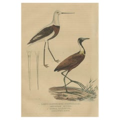 Antique Old Hand-Colored Bird Print a Banded Stilt and a Madagascar Jacana