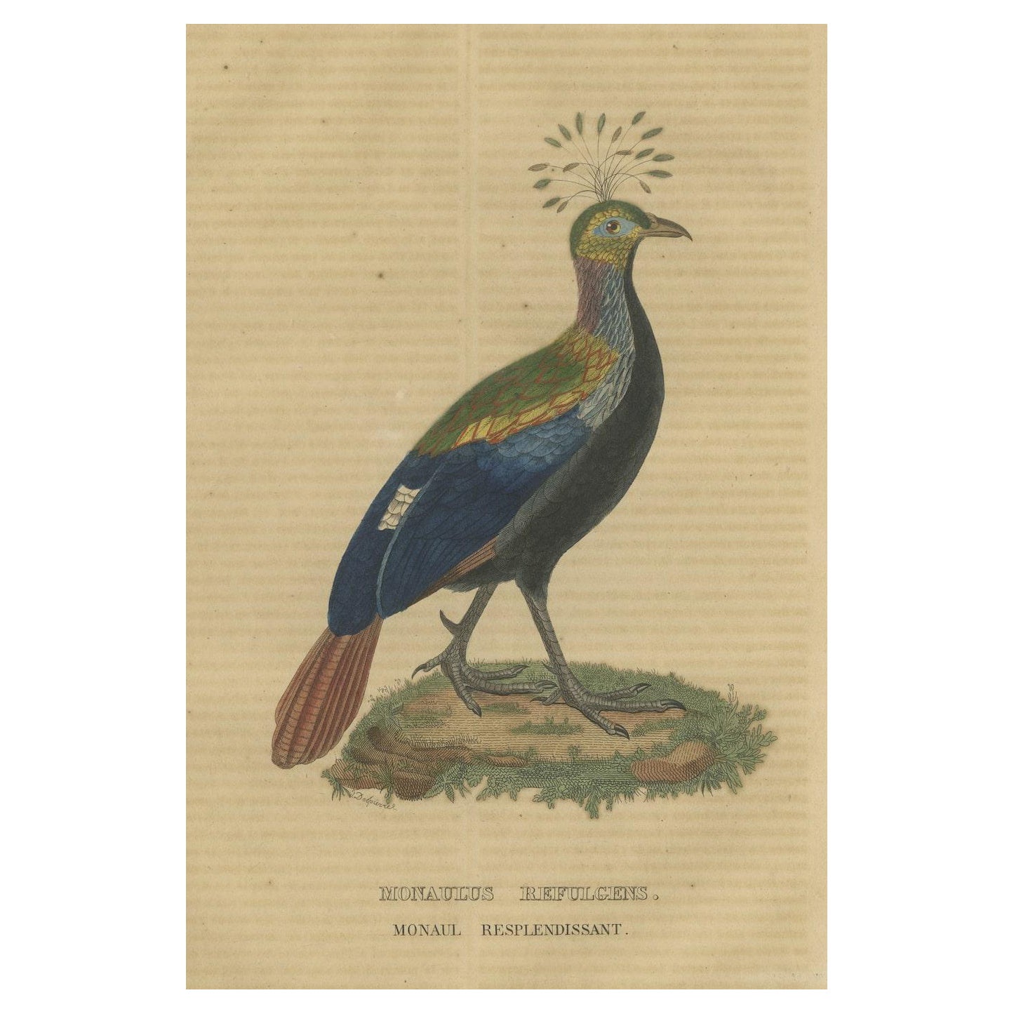 The National Bird of Nepal, the Himalayan or Impeyan Monal, Pheasant or Danphe