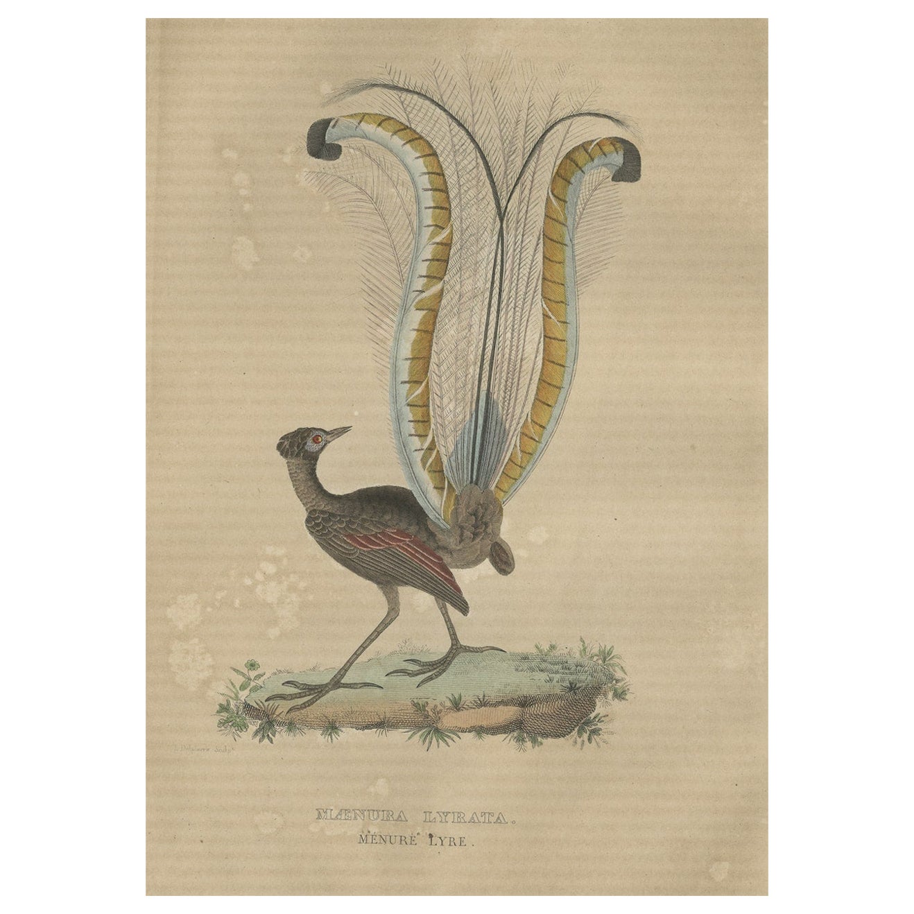 Gravure originale colorée à la main du superbe oiseau lyre d'Australie (mâle) en vente