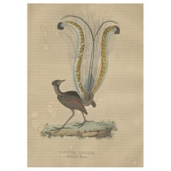 Gravure originale colorée à la main du superbe oiseau lyre d'Australie (mâle)