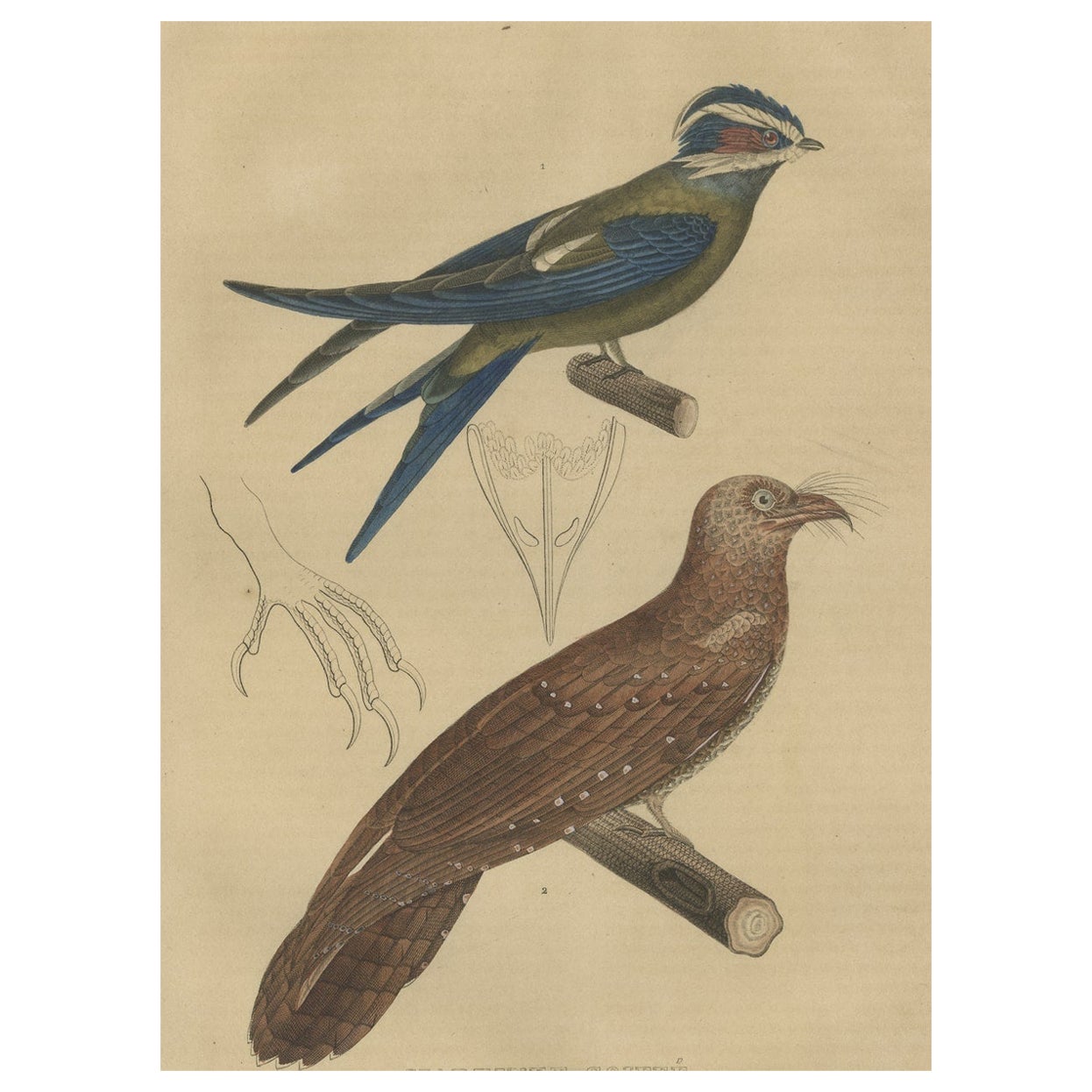 Original Hand-Colored Bird Print of an Oilbird and a Crested Swift For Sale