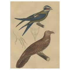 Antique Original Hand-Colored Bird Print of an Oilbird and a Crested Swift