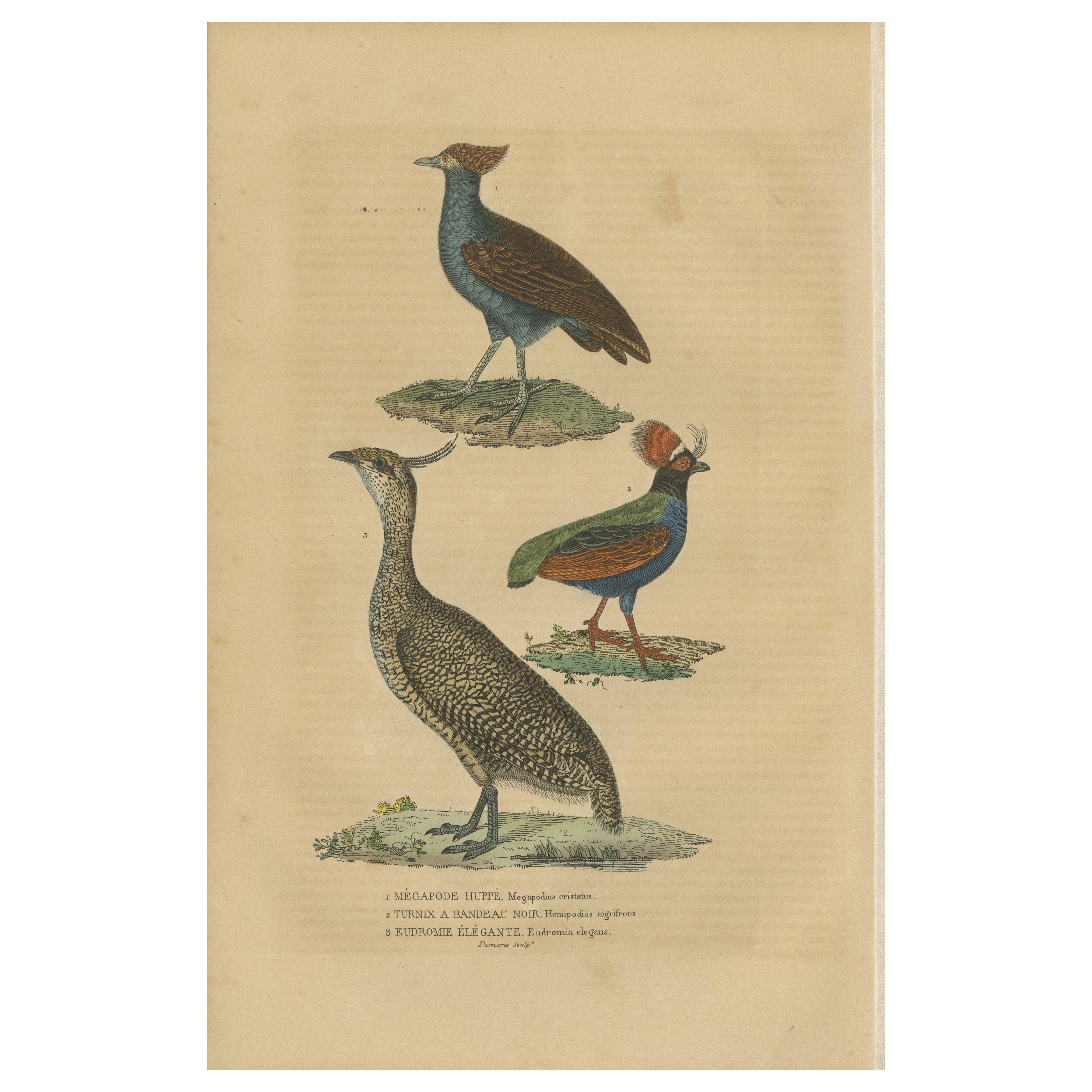 Bird Print of a Malay Scrubfowl, Black-rumped Buttonquail and the Elegant Trogon For Sale