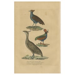 Vogeldruck einer Malay Scrubfowl, schwarz geriffeltes Knopfleiste und das elegante Trogon
