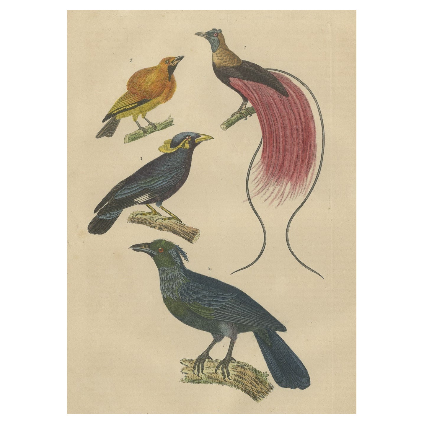 Impression d'oiseaux avec l'oiseau du paradis, un oiseau arqué masqué et Trompetkparadijskraai en vente